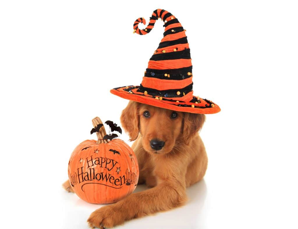 chien halloween