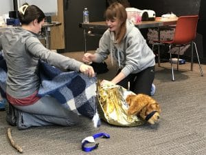 couverture survie chien chat