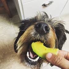 avocat toxique chien chat