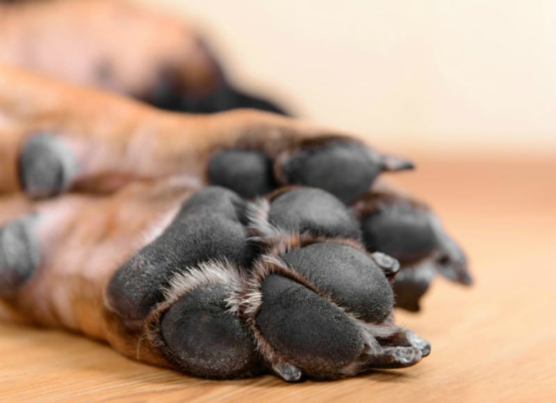 protection patte chien