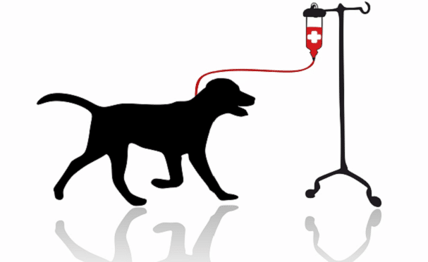 transfusions sanguines chien