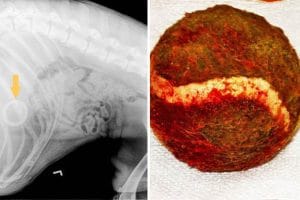 balle tennis estomac chien