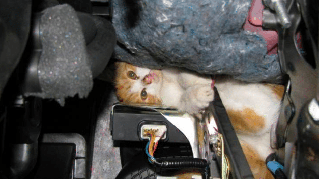 chat capot moteur voiture