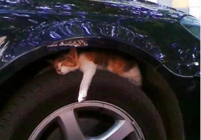 chat roue voiture danger