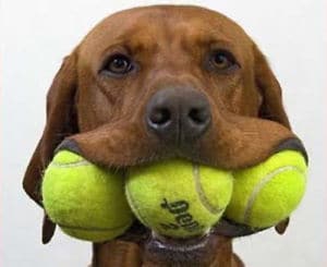 chien balles de tennis