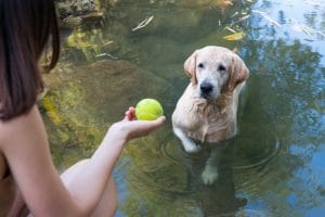 chien joue eau danger