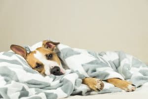 température chien malade