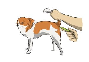 température-chien-chat