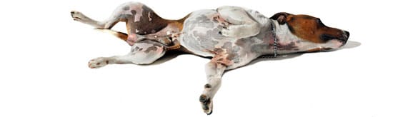 crise épilepsie chien