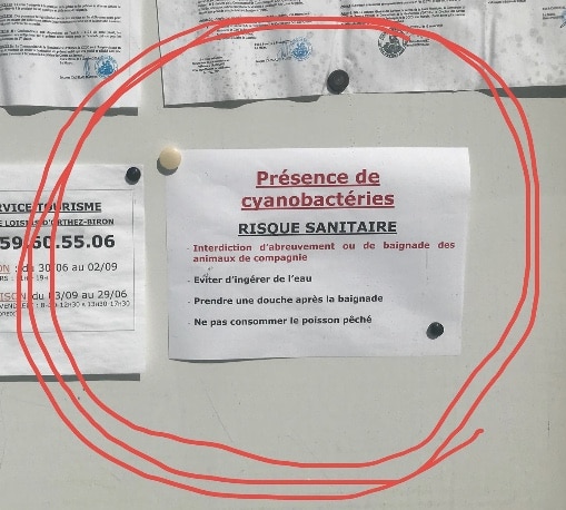 danger-cyanobacterias-chien