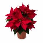 dangers poinsettia chien chat
