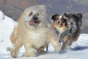 dangers sel déneigement