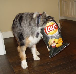 chien halloween chien