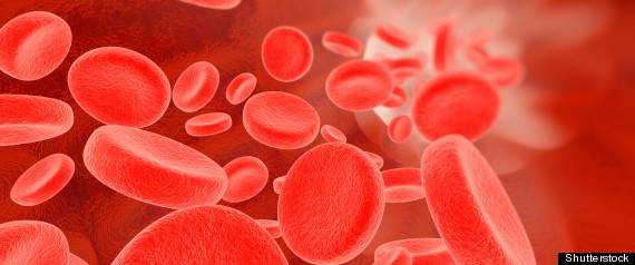 groupes sanguins chien chat