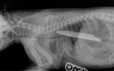 halloween occlusion chien