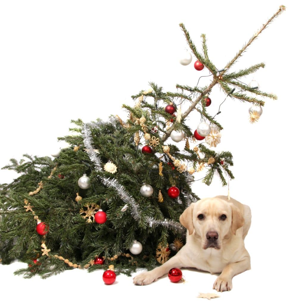 dangers sapin noel chien