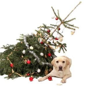 dangers sapin noel chien chat