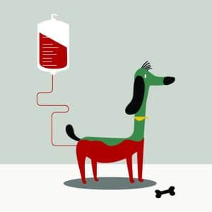 transfusion sangiune