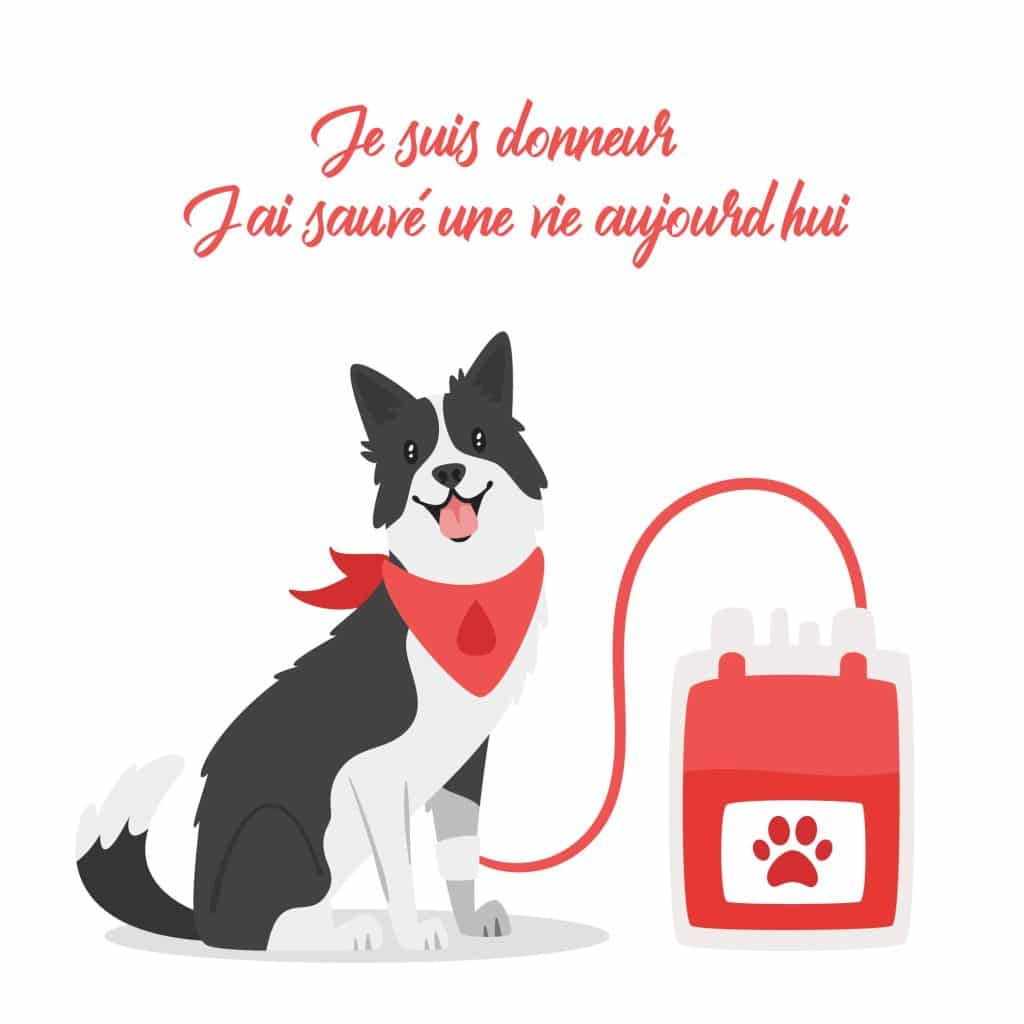 Transfusion sanguine chien chat