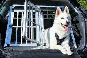 cage de transport chien voiture