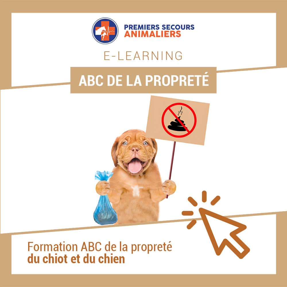 formation propreté chien