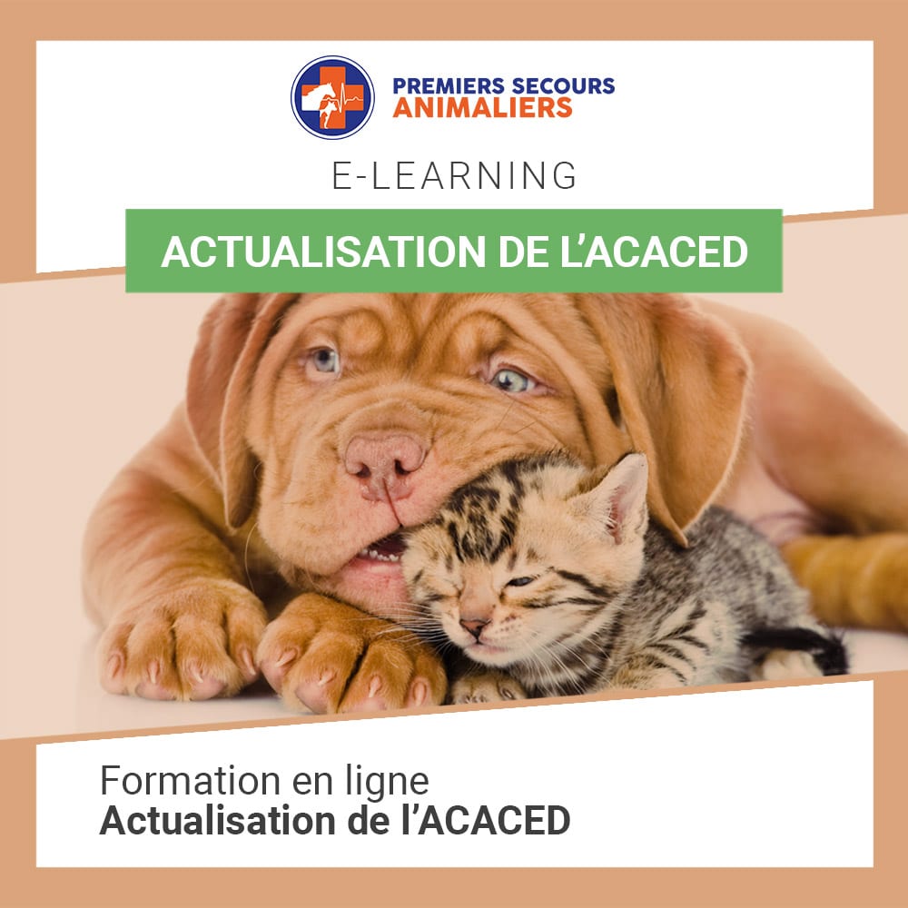 Actualisation De L ACACED Animalsup