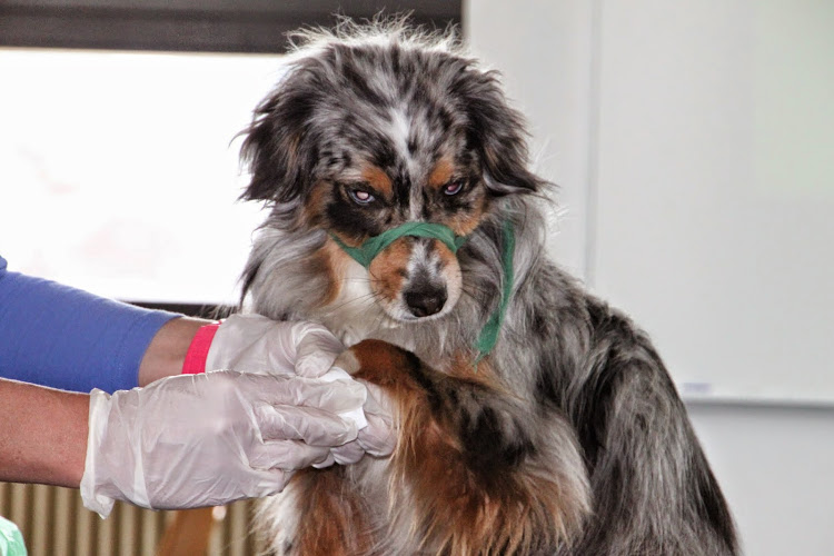 Formation premier secours canin