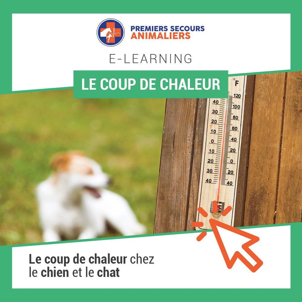 Le coup de chaleur chez le chien et le chat