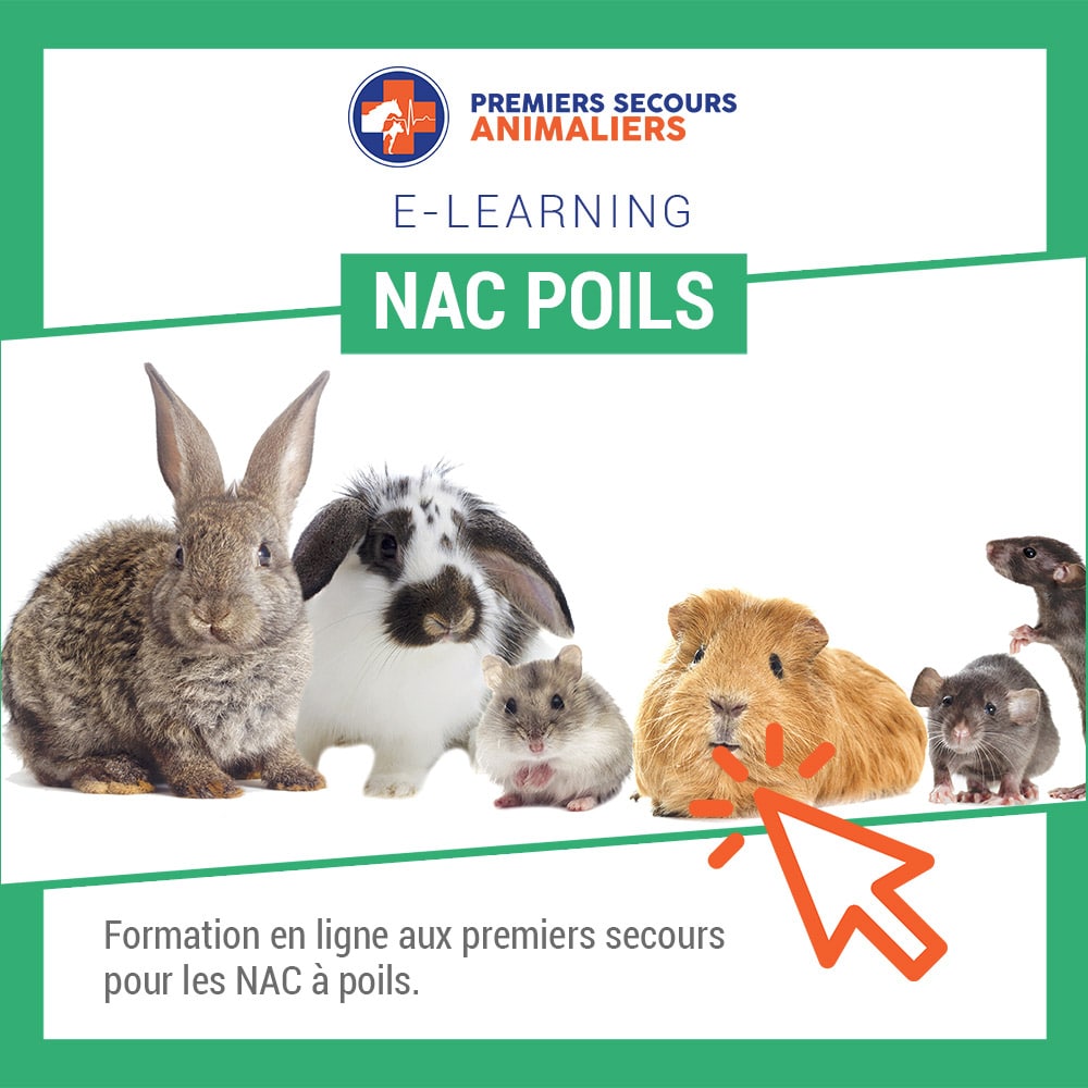 Formation NAC Poils