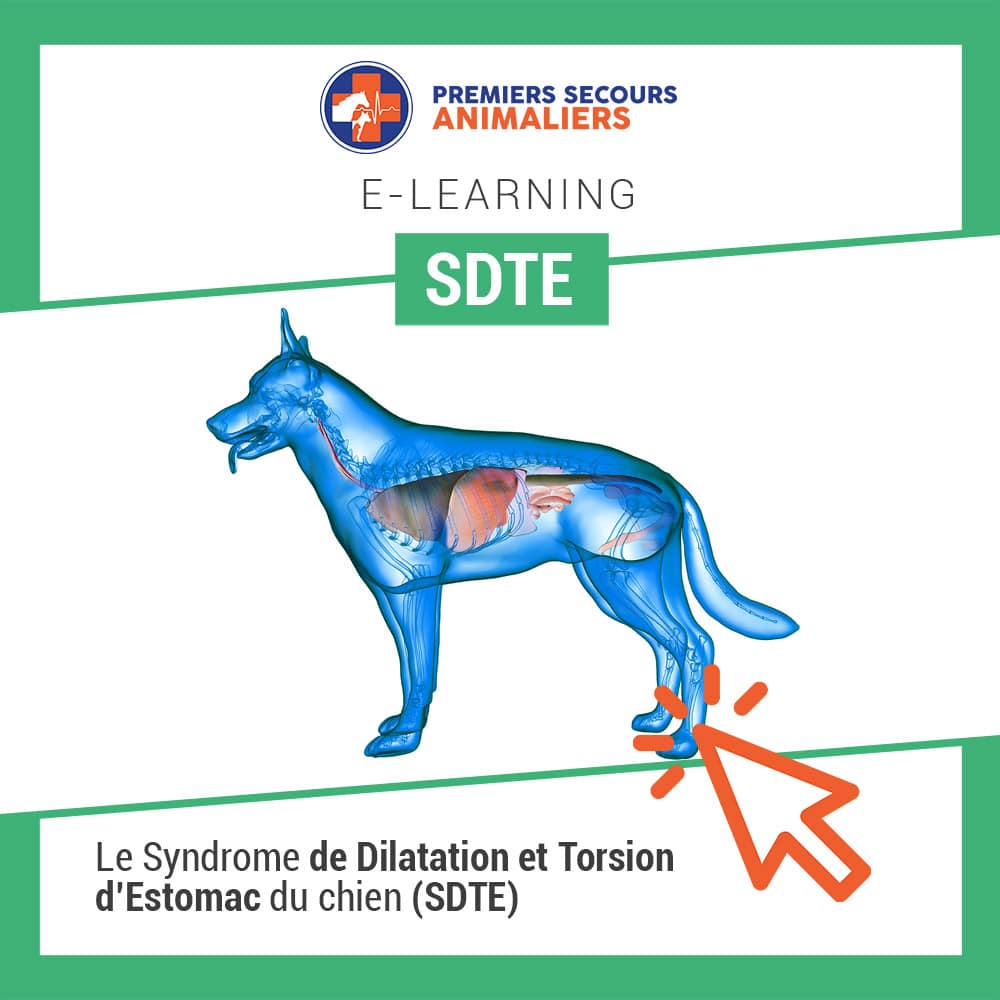 Formation SDTE
